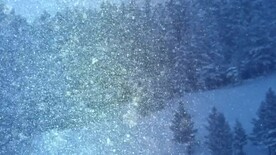 下雪粒子松树