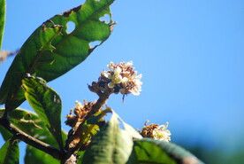 枇杷花