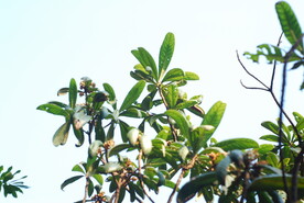 枇杷树