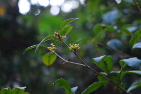 桂花树
