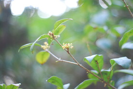 桂花