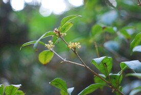 桂花树