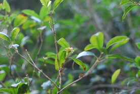 桂花树