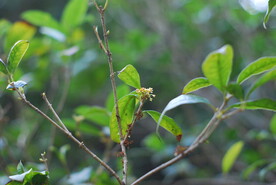 桂花
