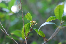桂花树枝