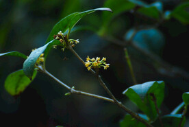 桂花