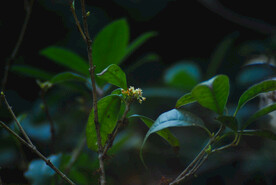 桂花