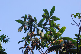枇杷树
