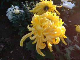 菊花