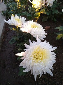 白菊