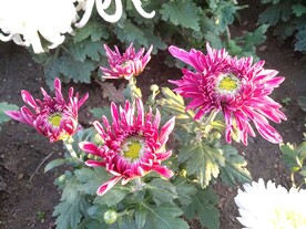 菊花