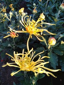 菊花