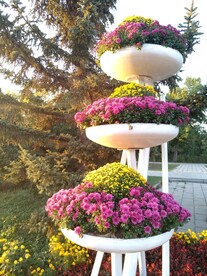 花坛菊花
