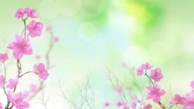 风景视频    