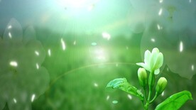 沉醉茉莉花