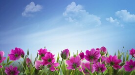 蓝天白云鲜花