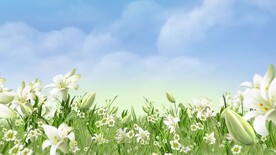百合花海