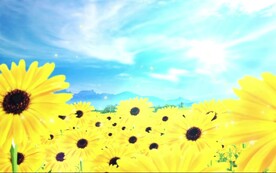 向日葵花海