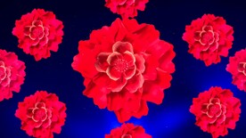 国花-牡丹花