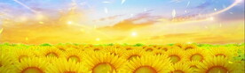 金光向日葵