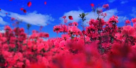 浪漫红花