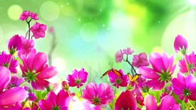艳丽花朵蝴蝶