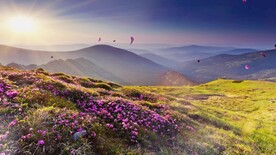 满山杜鹃花飘