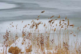 雪景芦苇花