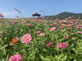 花海