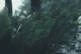 阙类植物叶子