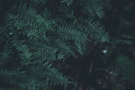 阙类植物叶子