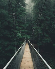 林中吊桥