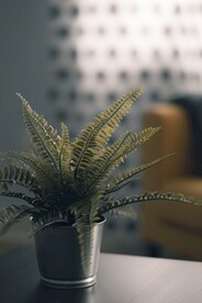 阙类植物盆栽