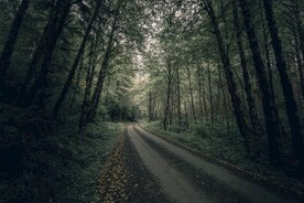 林间道路