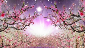 唯美桃花