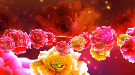 多彩牡丹