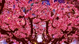 桃花开
