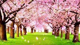 桃花林
