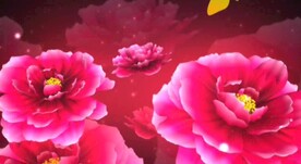 喜庆牡丹花
