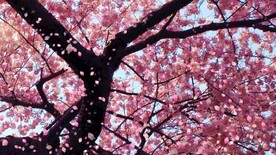 樱花飘落