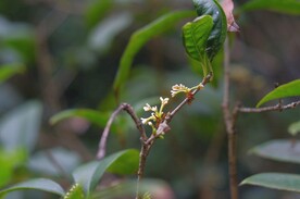 桂花