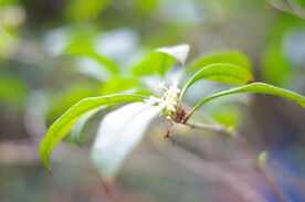 桂花树
