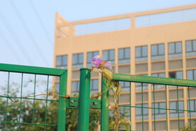 围栏与植物