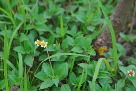 野菊花