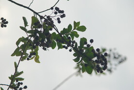 树枝