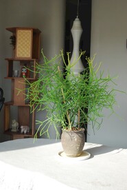 绿植 