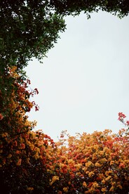 三角梅花丛