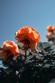 玫瑰花