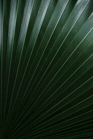 蒲葵叶