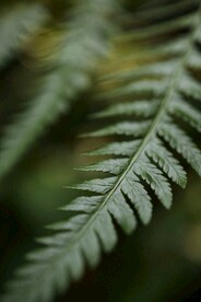 阙类植物叶子